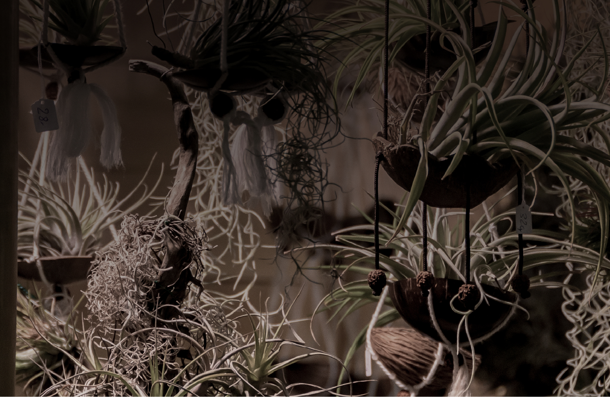 ando's GREENERY/sp