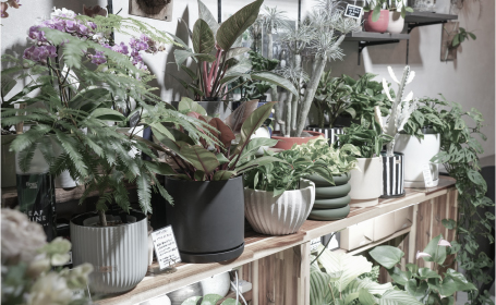 観葉植物・インテリア