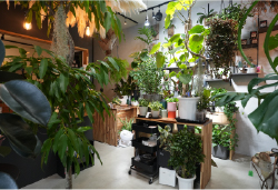 観葉植物